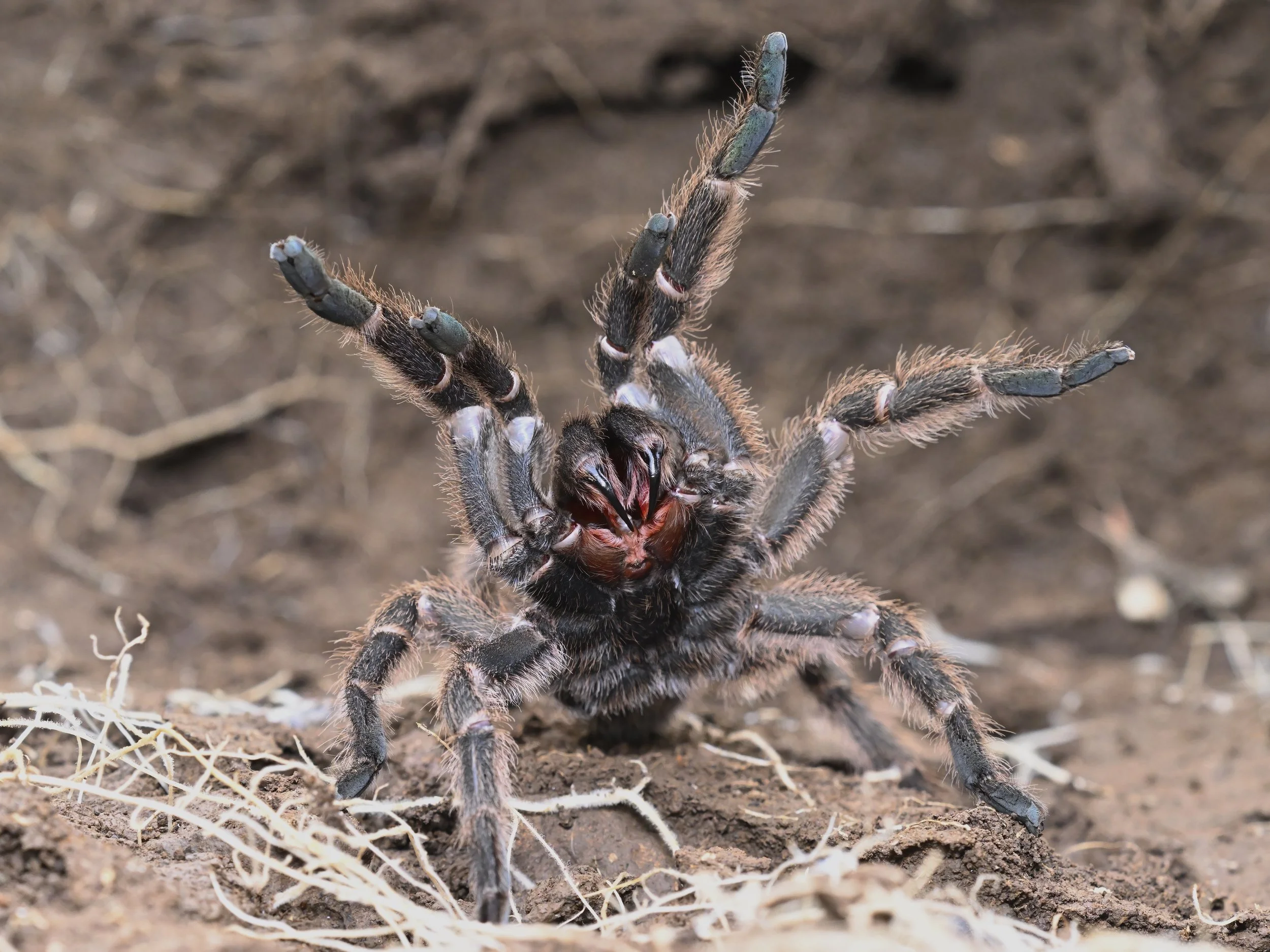 Black Tarantula | الرتيلاء السوداء | Chaetopelma olivaceum